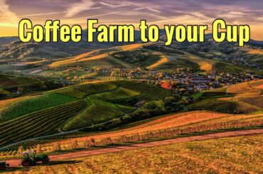 From Coffee Farm to your Cup #coffee #specialitycoffee