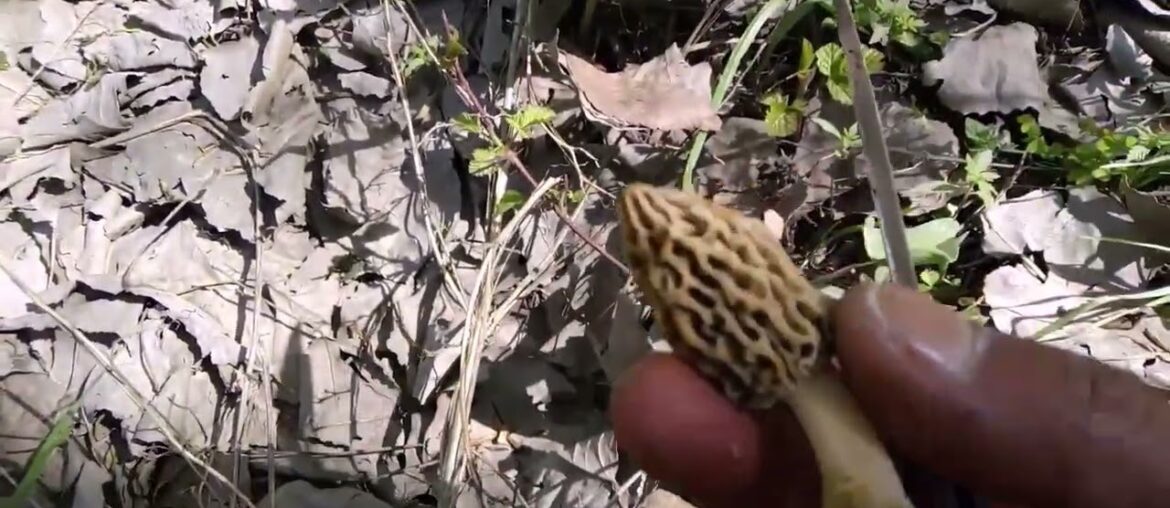Morel Hunting Season 2021 Kashmir India