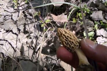 Morel Hunting Season 2021 Kashmir India