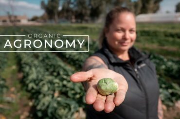 Desert Farmland Growing Organic Fruits and Vegetables | PARAGRAPHIC