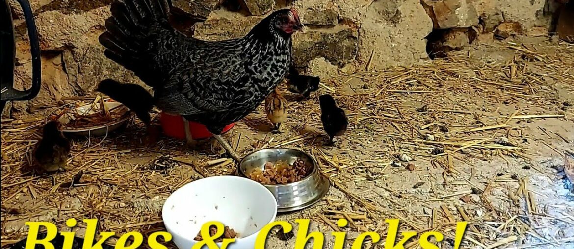 Ep 55 | Five Baby Chicks Arrive! | We Prepare Anna's Wartime James | French FarmHouse Life |