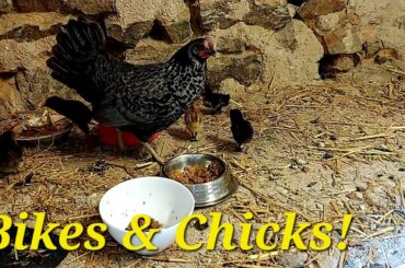 Ep 55 | Five Baby Chicks Arrive! | We Prepare Anna's Wartime James | French FarmHouse Life |