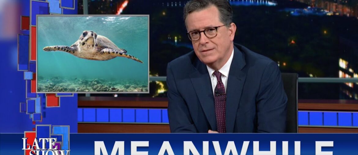 Meanwhile... 'Drugs R Us' Dealer Going To Prison | Is Stephen Colbert A Sea Turtle?