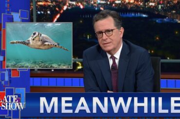 Meanwhile... 'Drugs R Us' Dealer Going To Prison | Is Stephen Colbert A Sea Turtle?