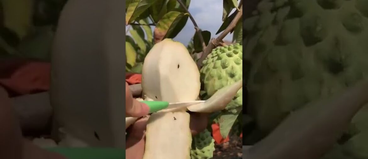 Tropicals Fruit Farm Harvest produce 6-Amazing Agriculture Technology #Fruits, Tik Tok. #Shorts Tropicals Fruit Farm Harvest produce 6-Amazing Agriculture Technology #Fruits, Tik Tok. #Shorts