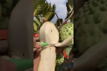 Tropicals Fruit Farm Harvest produce 6-Amazing Agriculture Technology #Fruits, Tik Tok. #Shorts