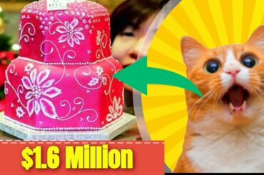 Expensive Food in the World - Top 10 Most Expensive Foods