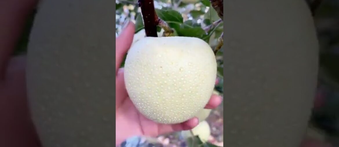 Tropics Fruits Farm Harvest Produce-Wonderful Amazing Agriculture Technology #Fruits, #Tik. #Shorts Tropics Fruits Farm Harvest Produce-Wonderful Amazing Agriculture Technology #Fruits, #Tik. #Shorts