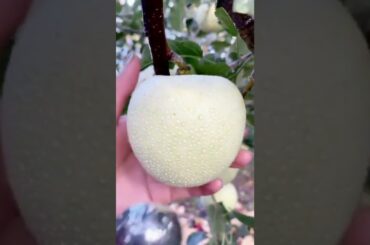 Tropics Fruits Farm Harvest Produce-Wonderful Amazing Agriculture Technology #Fruits, #Tik. #Shorts