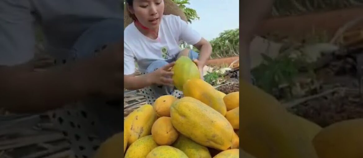 Tropical Fruit Farm Harvest online -Cure and Amazing Agric Tech #Fruits, Tik Tok. #Shorts Tropical Fruit Farm Harvest online -Cure and Amazing Agric Tech #Fruits, Tik Tok. #Shorts
