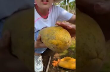 Tropicals Fruit Farm Harvest produce 8-Amazing Agriculture Technology #Fruits, Tik Tok. #Shorts