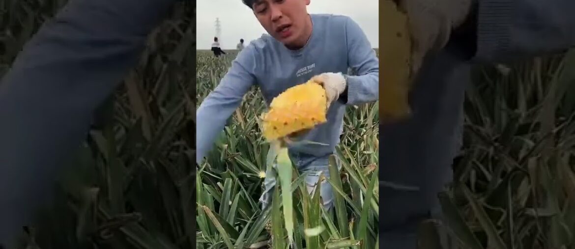 Tropicals Fruit Farm Harvest produce 9-Amazing Agriculture Technology #Fruits, Tik Tok. #Shorts Tropicals Fruit Farm Harvest produce 9-Amazing Agriculture Technology #Fruits, Tik Tok. #Shorts