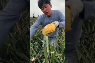 Tropicals Fruit Farm Harvest produce 9-Amazing Agriculture Technology #Fruits, Tik Tok. #Shorts