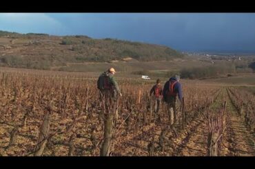Winter in France's Burgundy vineyards