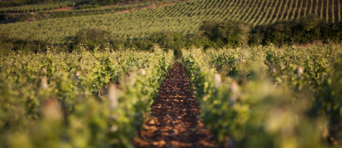 Tour of Domaine Chanson including a Private Wine Tasting and Exclusive Gastronomic Lunch