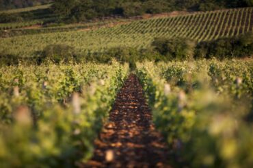 Tour of Domaine Chanson including a Private Wine Tasting and Exclusive Gastronomic Lunch