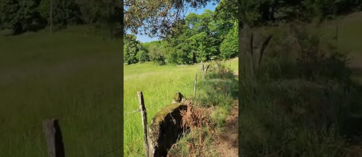 Pauliac-Haut, Limousin, France. #Shorts Pauliac-Haut, Limousin, France. #Shorts