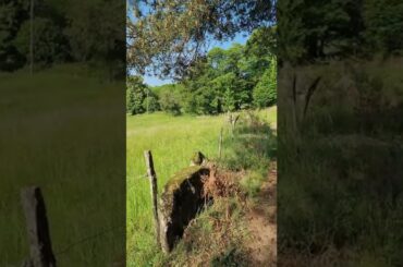 Pauliac-Haut, Limousin, France. #Shorts