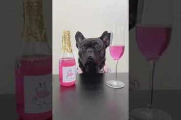 My Dog Can Taste Wine - French Bulldog Luxury Edition!