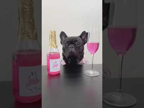 My Dog Can Taste Wine – French Bulldog Luxury Edition! My Dog Can Taste Wine - French Bulldog Luxury Edition!