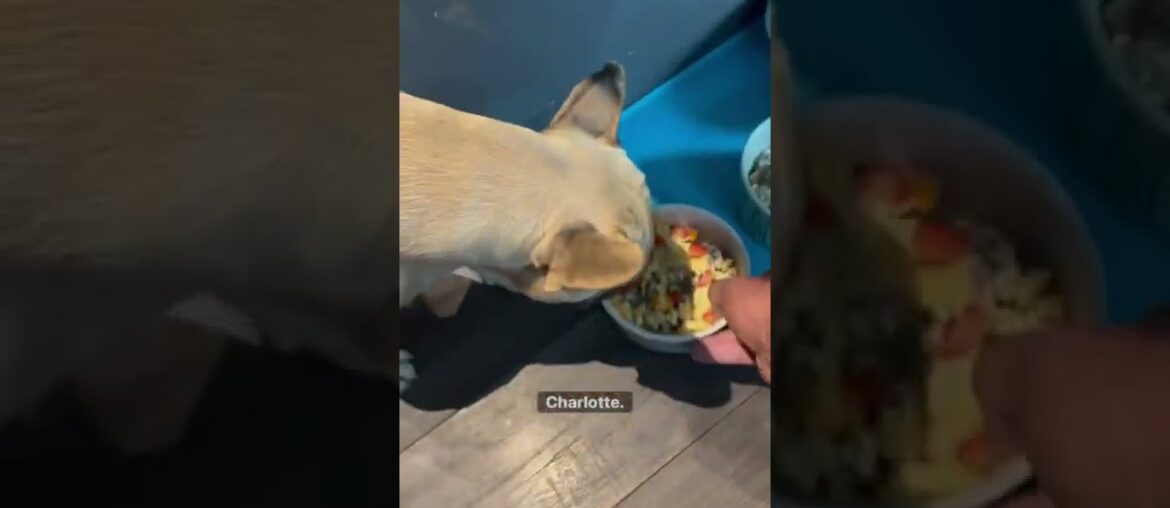 Feeding My French Bulldogs A Gourmet Dinner Feeding My French Bulldogs A Gourmet Dinner