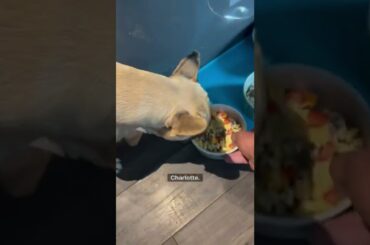 Feeding My French Bulldogs A Gourmet Dinner