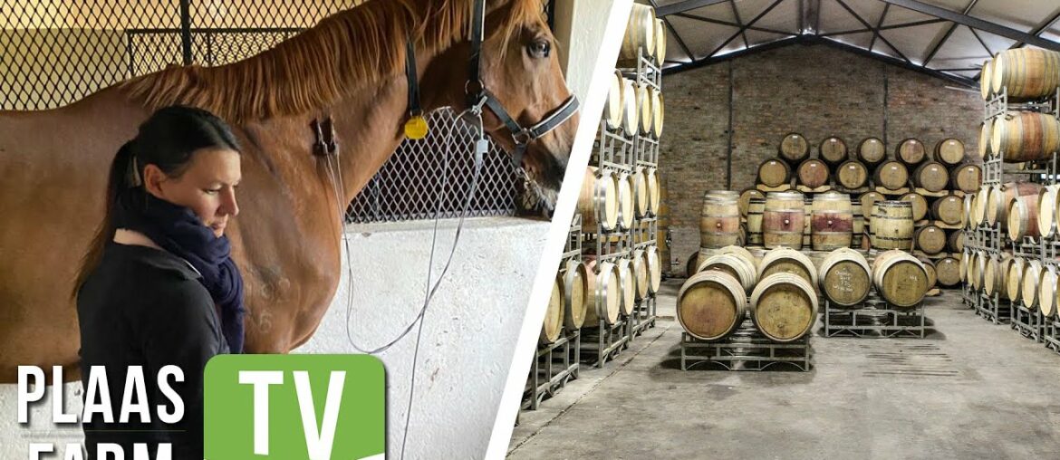 Detecting early heart health issues in horses / Best Cabernet in the world: Farm TV – 20 June 2022 Detecting early heart health issues in horses / Best Cabernet in the world: Farm TV - 20 June 2022