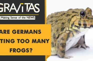 Gravitas: Frogs are being eaten to extinction