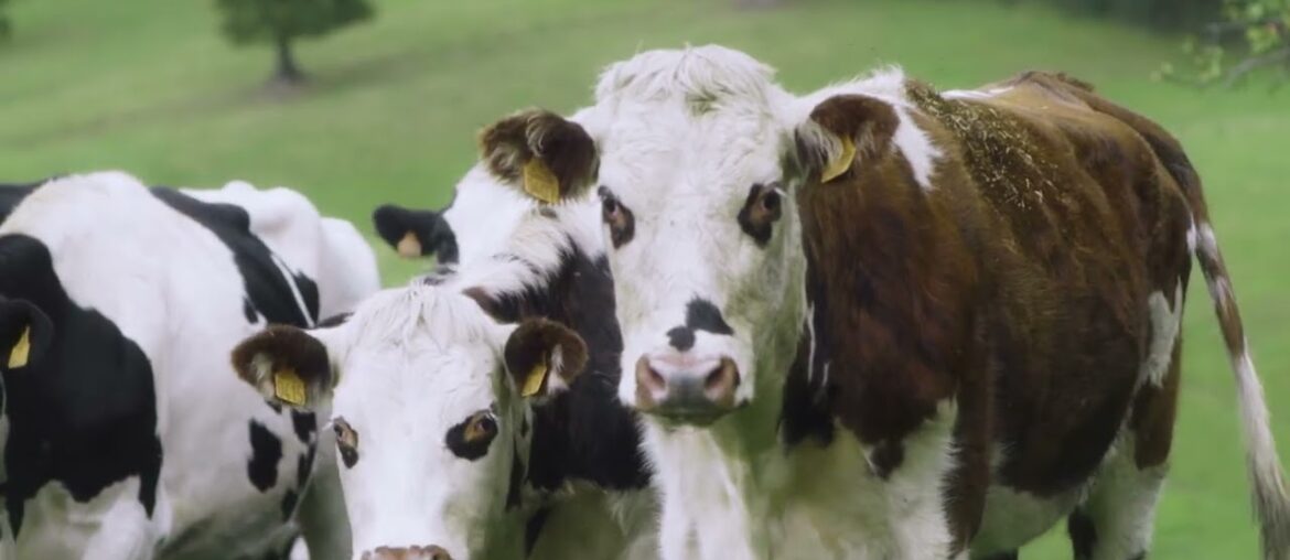 From Homecook to Master Chef with Elle & Vire Gourmet Butter