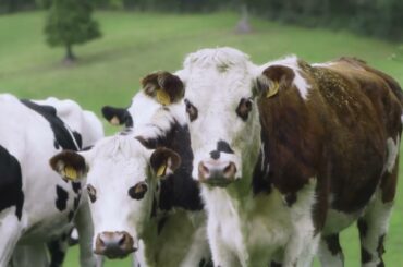 From Homecook to Master Chef with Elle & Vire Gourmet Butter