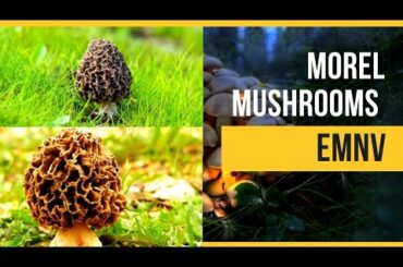 Morel Mushrooms.