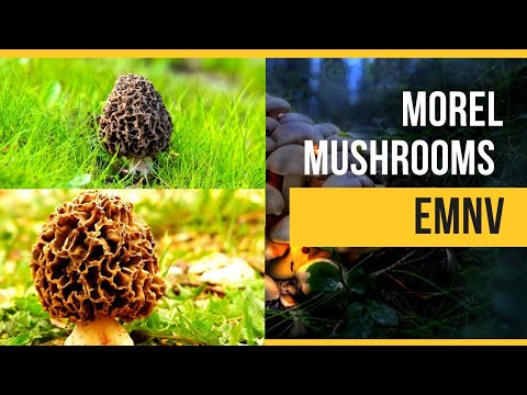 Morel Mushrooms. Morel Mushrooms.