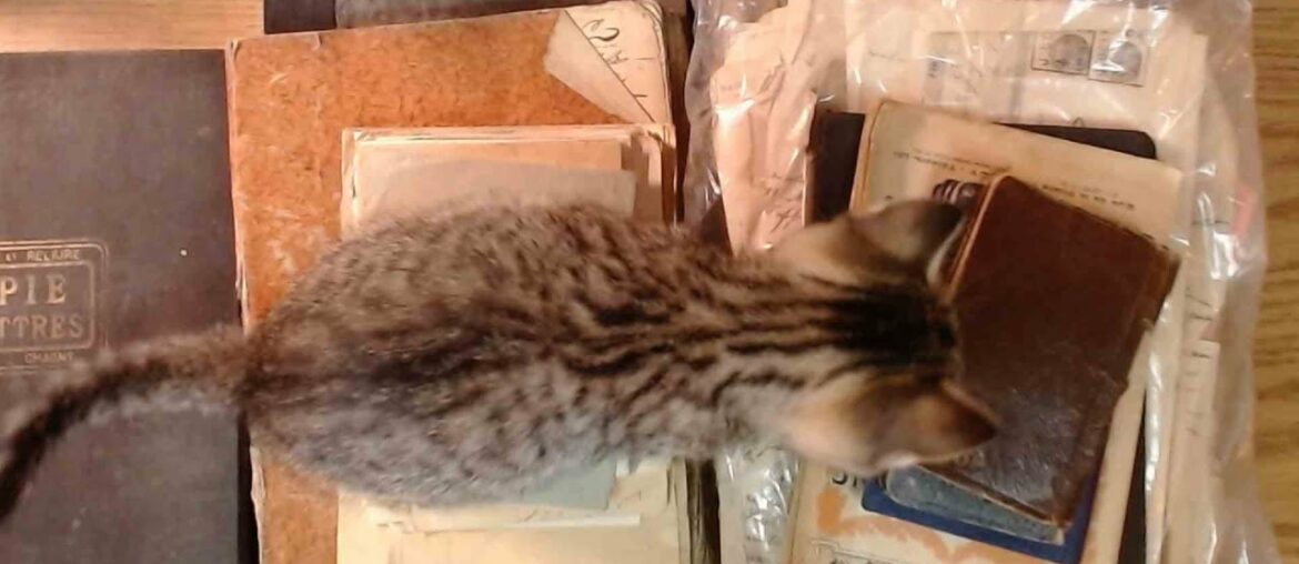 Super Mega French Paper Haul from foreverfrench on Etsy Super Mega French Paper Haul from foreverfrench on Etsy