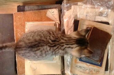 Super Mega French Paper Haul from foreverfrench on Etsy