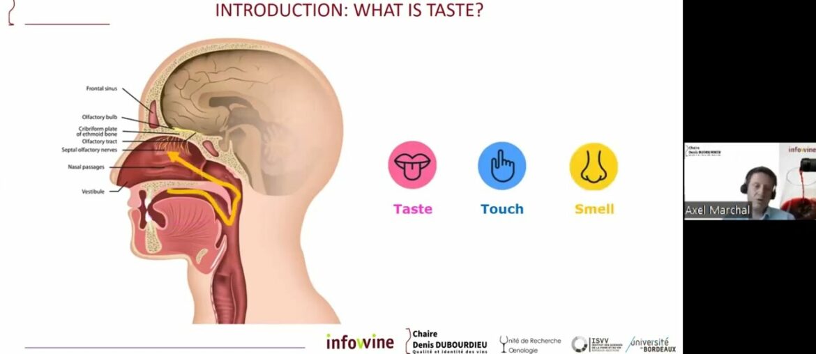 The components that cause the sweet sensation not related to sugars by Axel Marchal, ISVV, Bordeaux