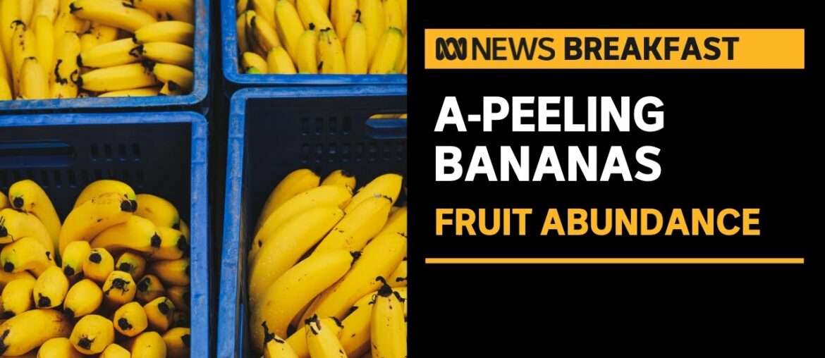 Bananas looking a-peeling with low prices and an overabundance of fruit | ABC News Bananas looking a-peeling with low prices and an overabundance of fruit | ABC News