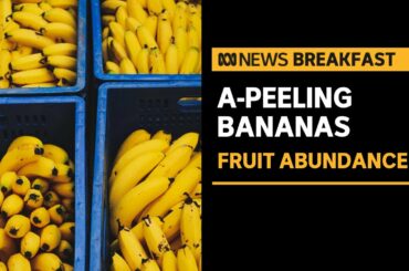 Bananas looking a-peeling with low prices and an overabundance of fruit | ABC News