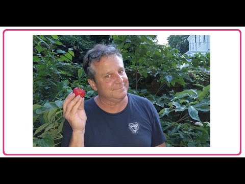 Dumpster Diving ALDI ~ Free Food and What We Did With It ~ Dumpster Diving ALDI ~ Free Food and What We Did With It ~