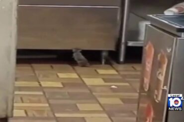 Video shows Burger King in Broward has rodent problem