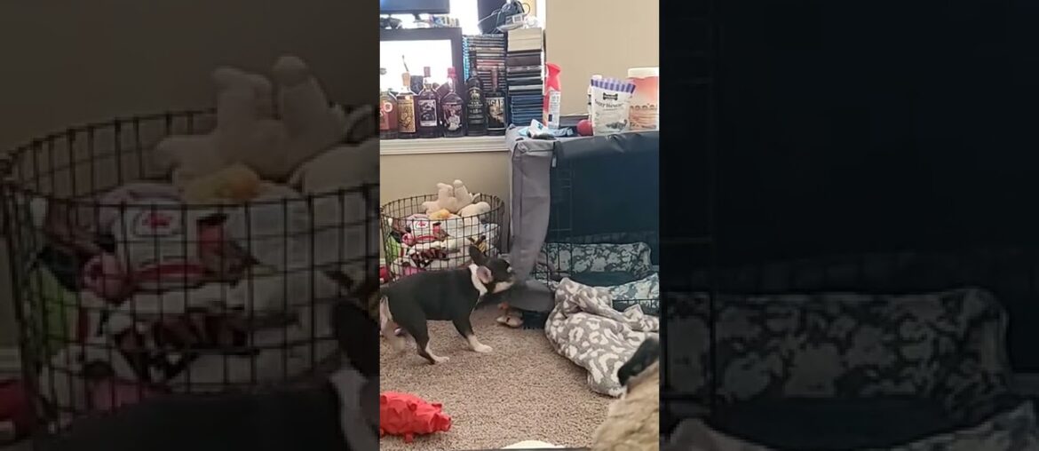 The reality of what having a French Bulldog puppy is really like.