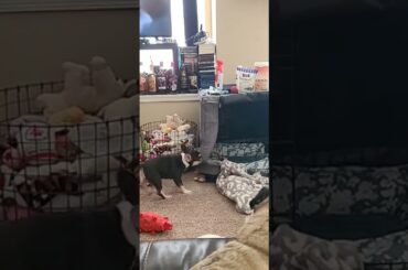 The reality of what having a French Bulldog puppy is really like.