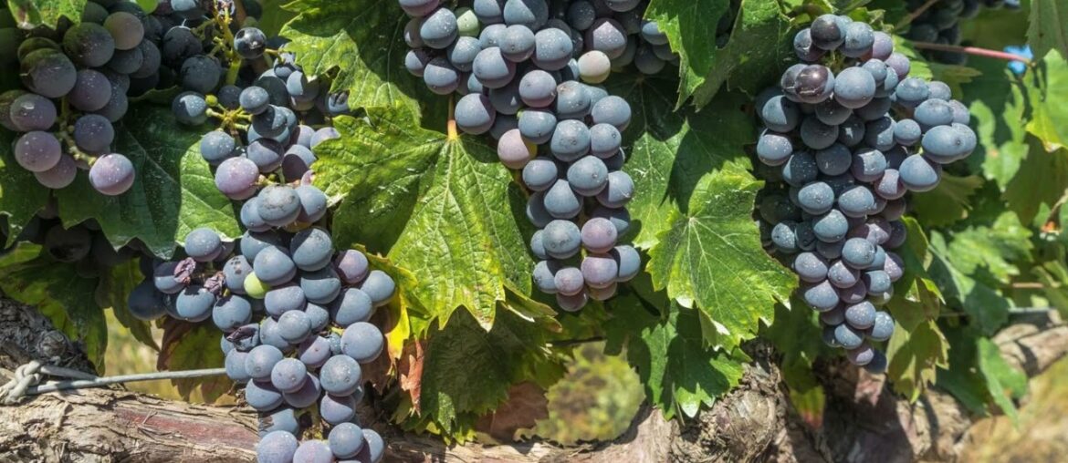 3 French Wine areas (things to do in France) #shorts travel #travel