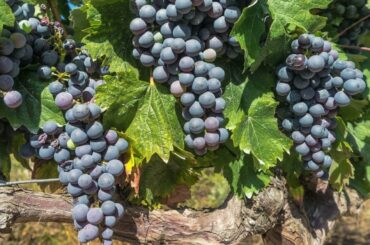 3 French Wine areas (things to do in France) #shorts travel #travel