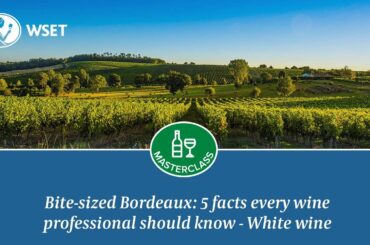 Bite-sized Bordeaux: 5 facts every wine professional should know! White wine