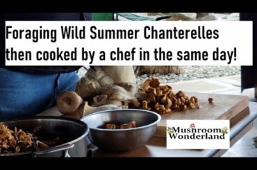 Foraging Wild Mushrooms and they're cooked by a chef in the same day!