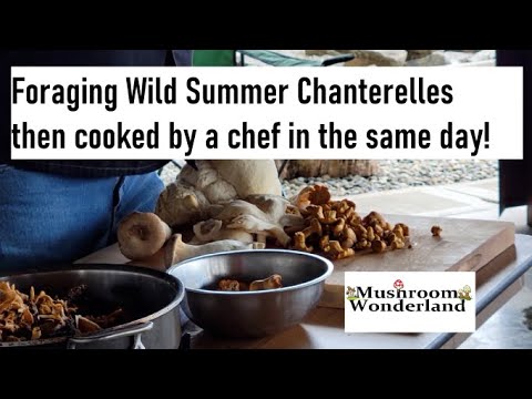 Foraging Wild Mushrooms and they're cooked by a chef in the same day! Foraging Wild Mushrooms and they're cooked by a chef in the same day!