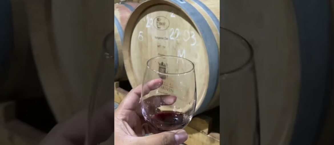 French wine at vineyard