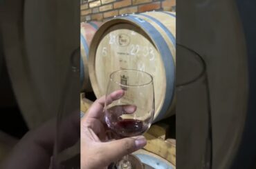 French wine at vineyard