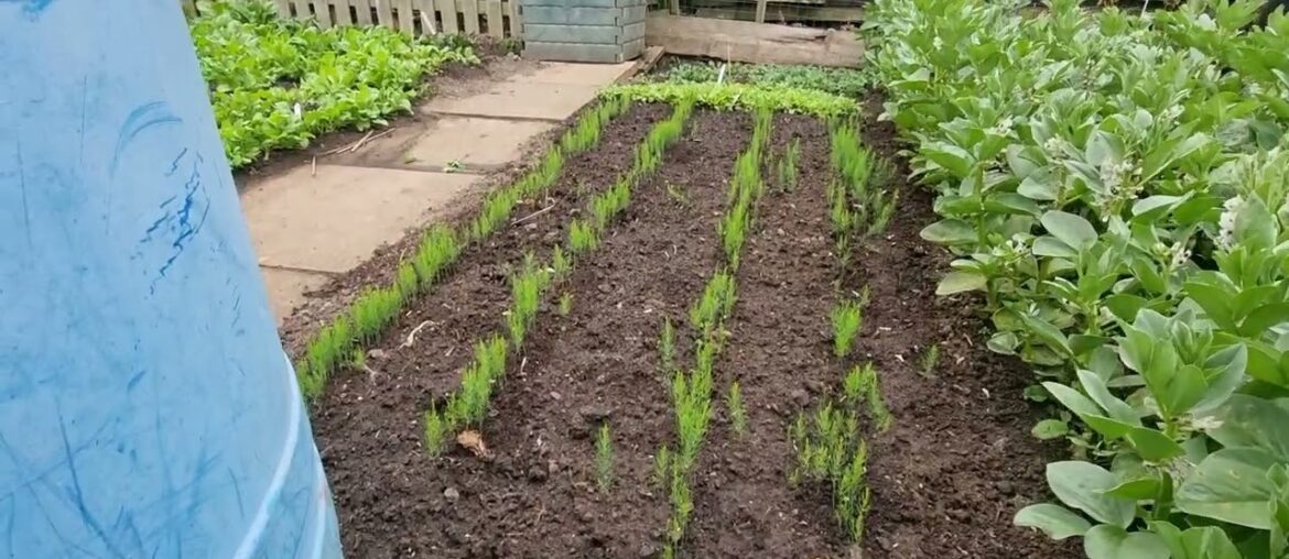 Asparagus Precoce D Argentuil Growing Brilliantly 20 07 22