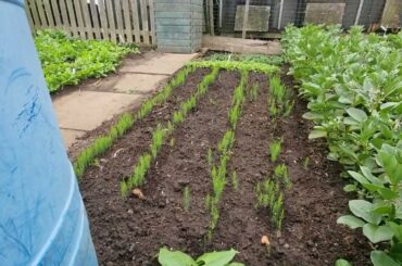 Asparagus Precoce D Argentuil Growing Brilliantly 20 07 22